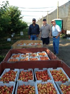 More Cheeries Tim and the growers